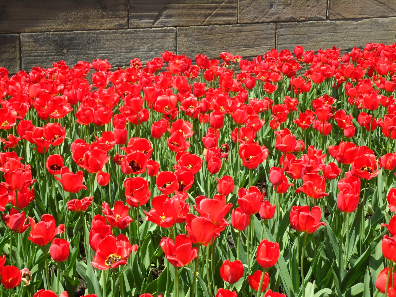 SAM_1093 Tulip festival už končil...