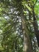 SAM_1917 Stromy jsou tu zvláštně porostlé díky velké vlhkosti